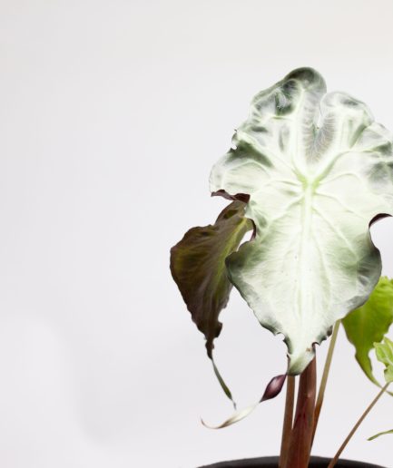Alocasia Venom