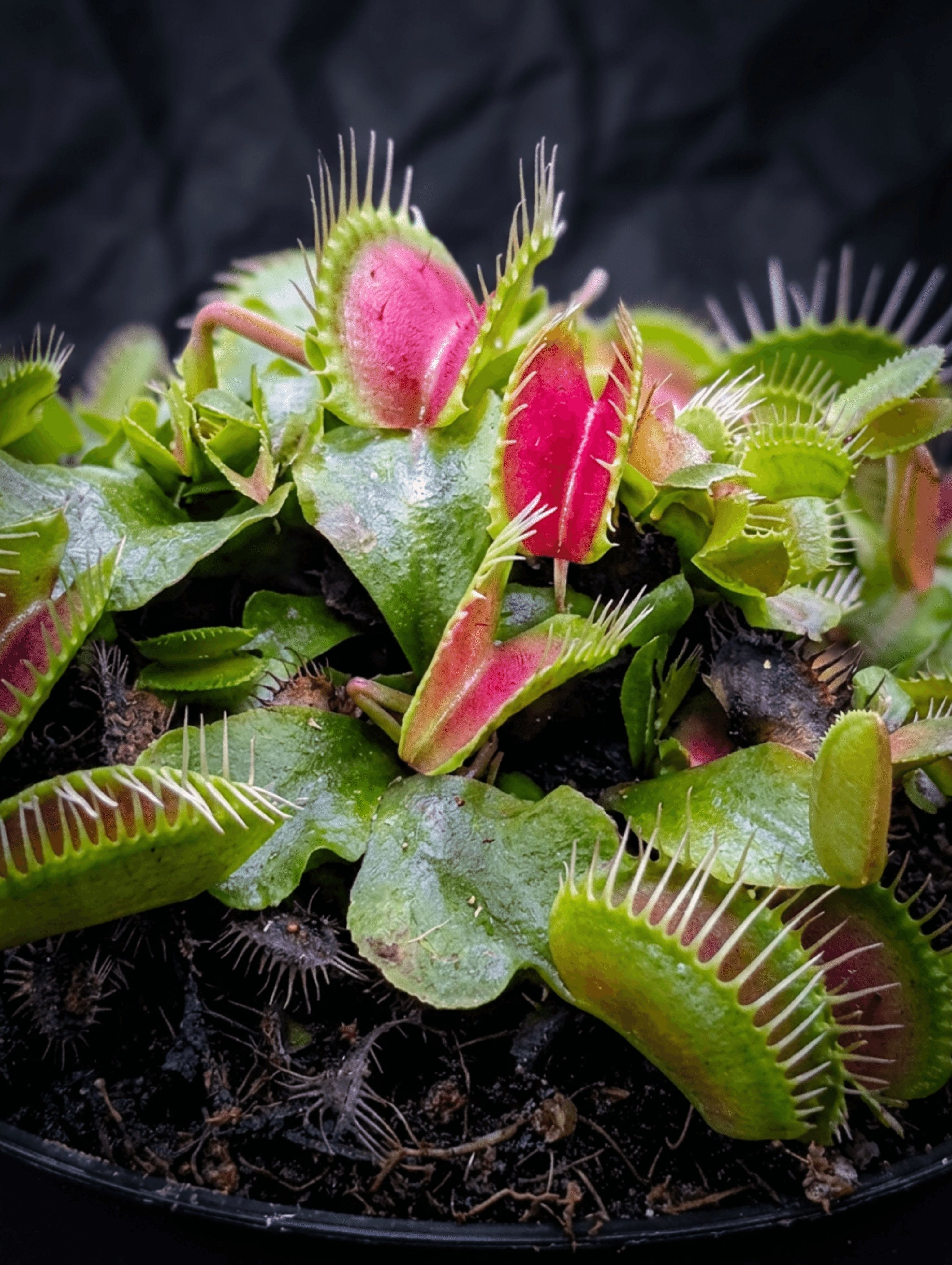Dionaea muscipula Fintooth x Red (VFT FT x R)