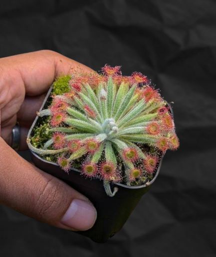 Drosera ordensis (Wolly Sundew)