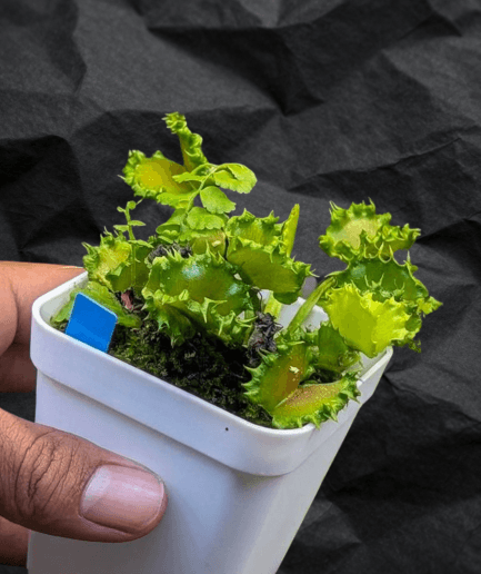 Dionaea muscipula 'Chinese Dumpling' - Venus Flytrap Varian Mutasi