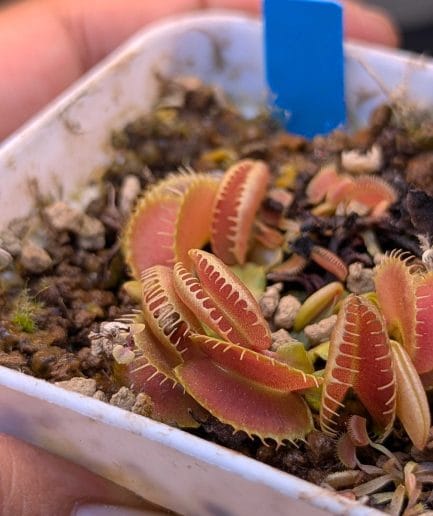 Dionaea muscipula 'Touchan' - Kultivar Venus Flytrap Spesial