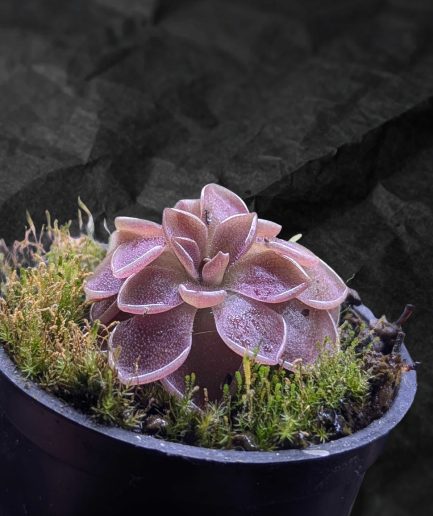 Pinguicula 'Kirbright' (Butterwort)
