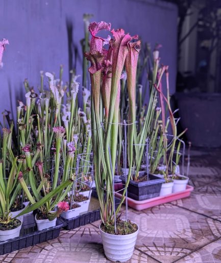 Sarracenia 'Pink Thing' x leucophylla