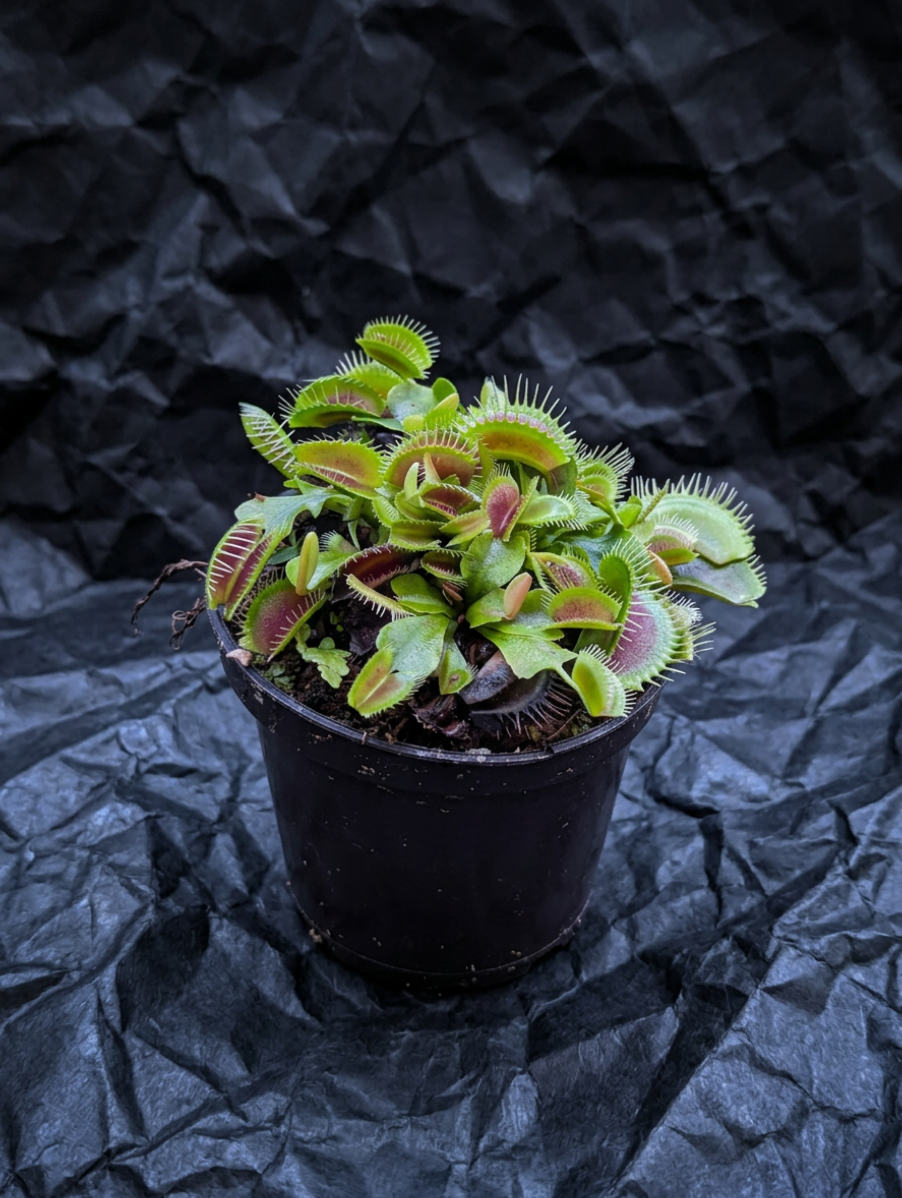 Dionaea muscipula Fintooth x Red (VFT FT x R)