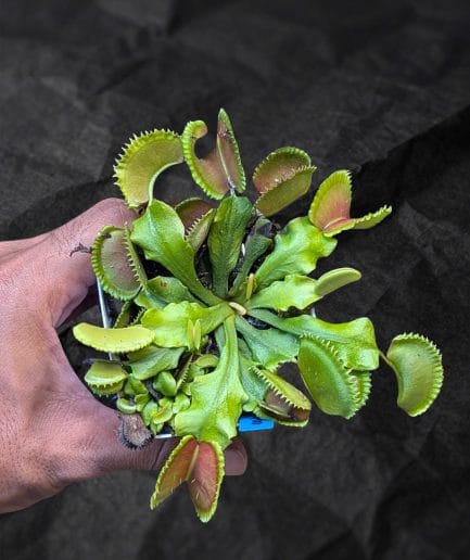 Dionaea muscipula 'Orange Giant'
