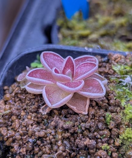 Pinguicula 'Esser Victoria'