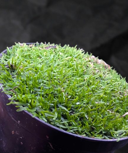 Utricularia graminifolia - Karpet Rumput Karnivora Eksotis
