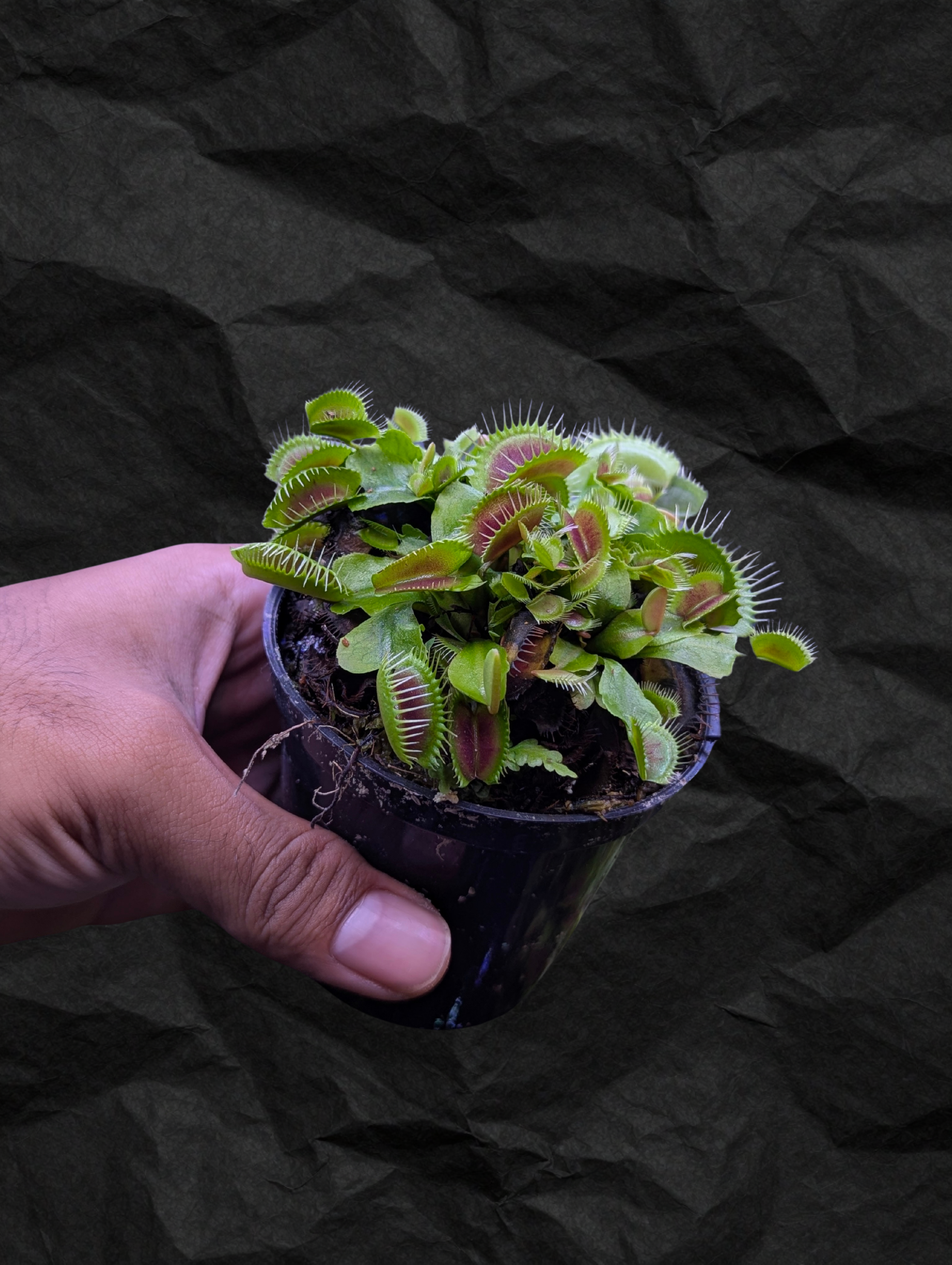 Dionaea muscipula Fintooth x Red (VFT FT x R)