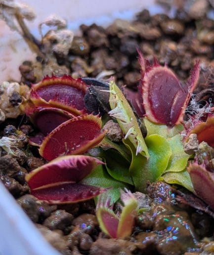 Dionaea muscipula 'Fuzzy' - Varian Mutasi Eksotis