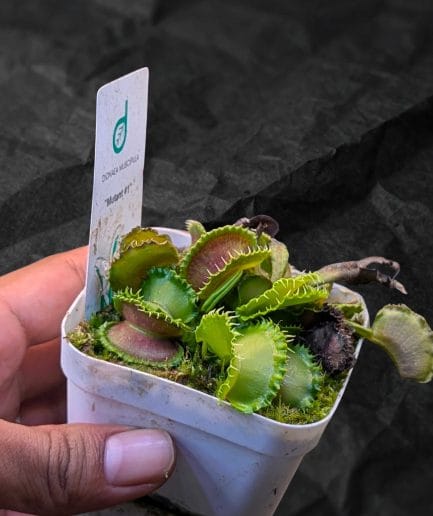 Dionaea muscipula 'Mutant #1' - Venus Flytrap Mutasi Ekstrem