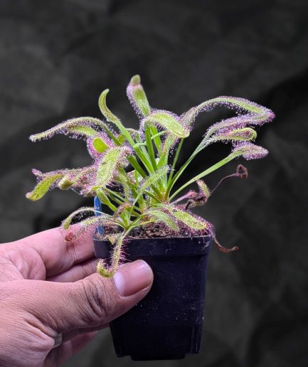 Drosera 'Hercules' - Sundew Hibrida Raksasa