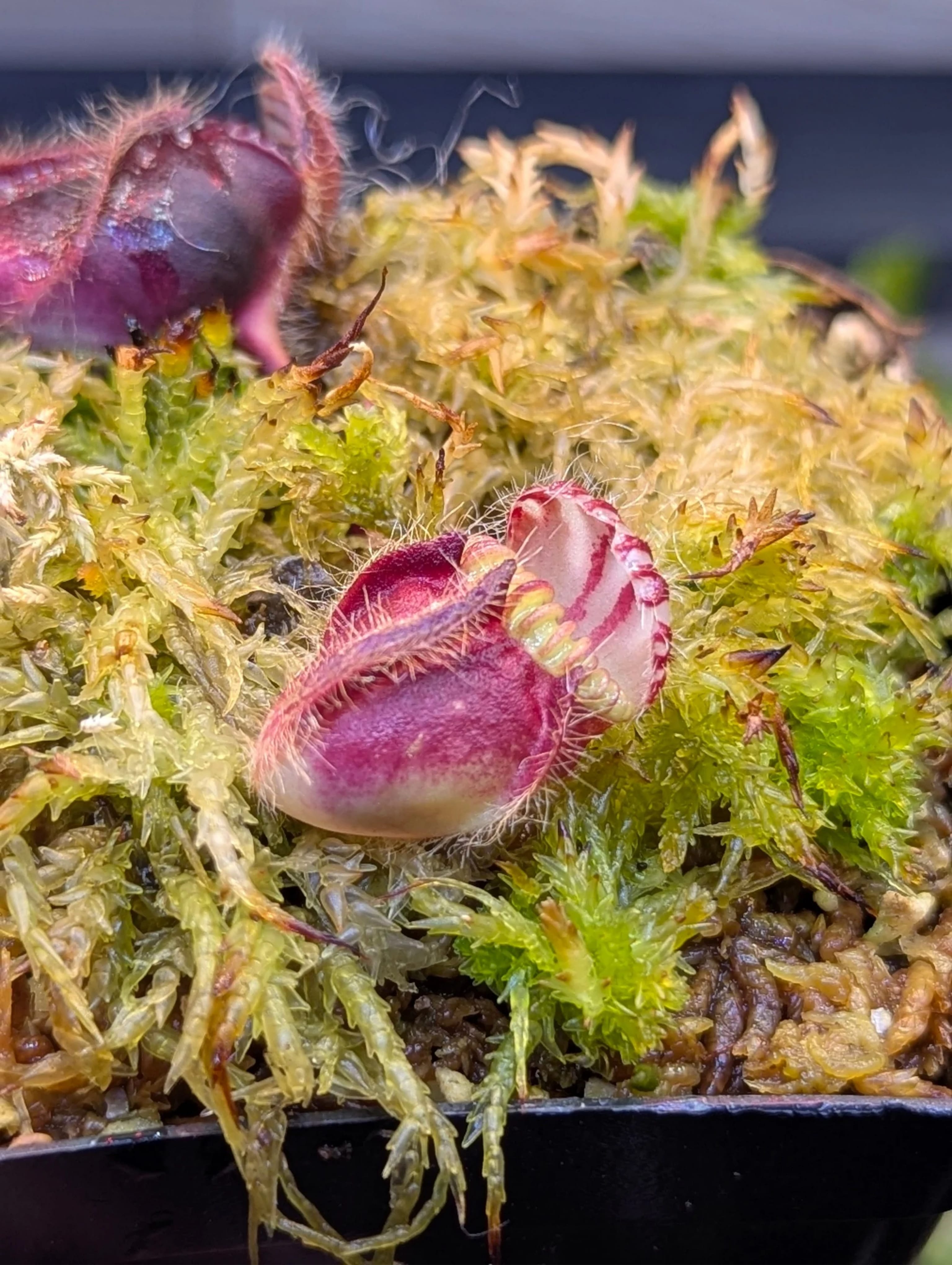 CEPHALOTUS FOLLICULARIS_20260523_160304_0000