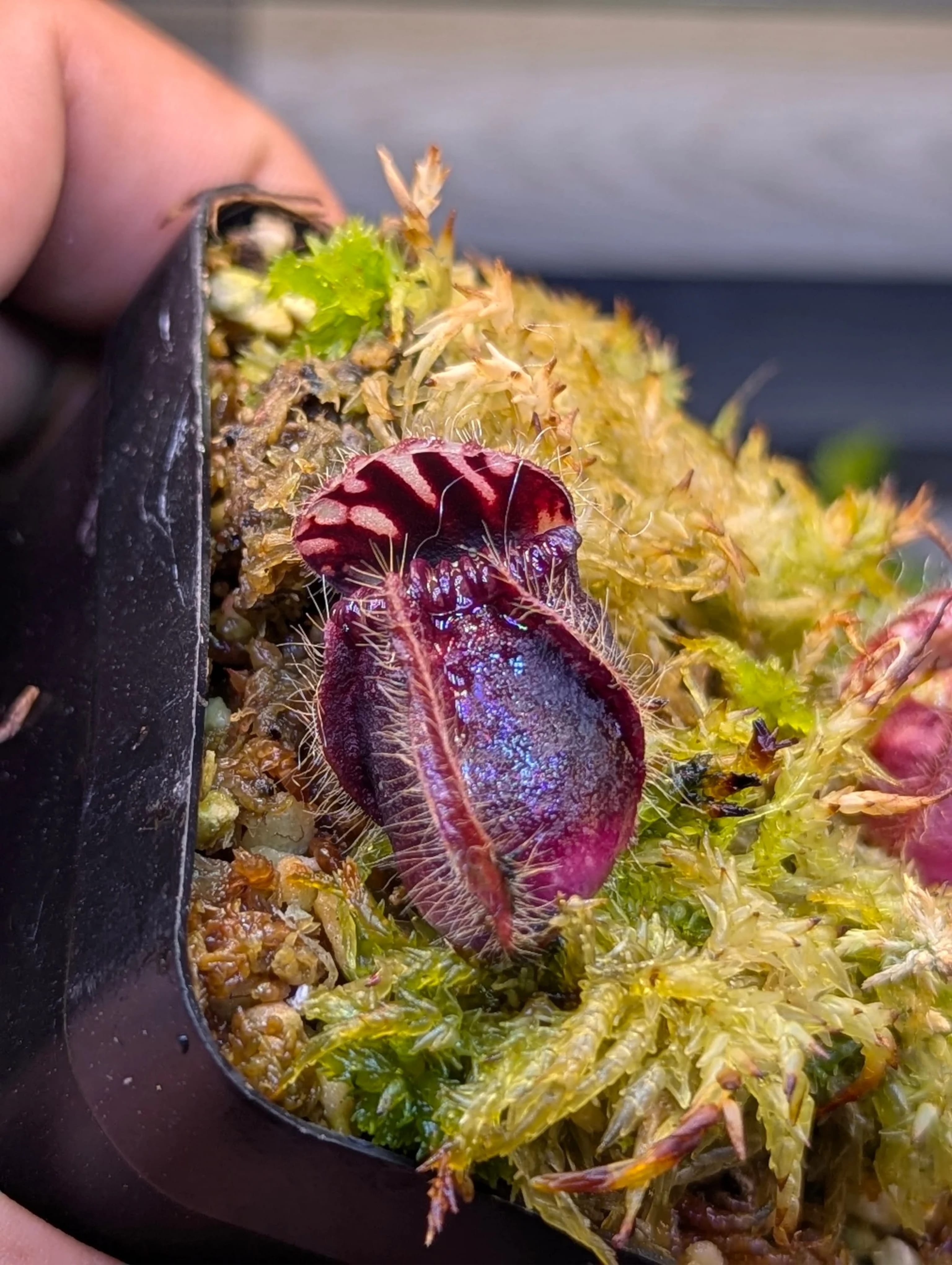 CEPHALOTUS FOLLICULARIS_20260523_160304_0001