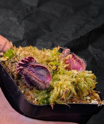 Cephalotus follicularis (Albany Pitcher Plant) - Spesies Monotipik