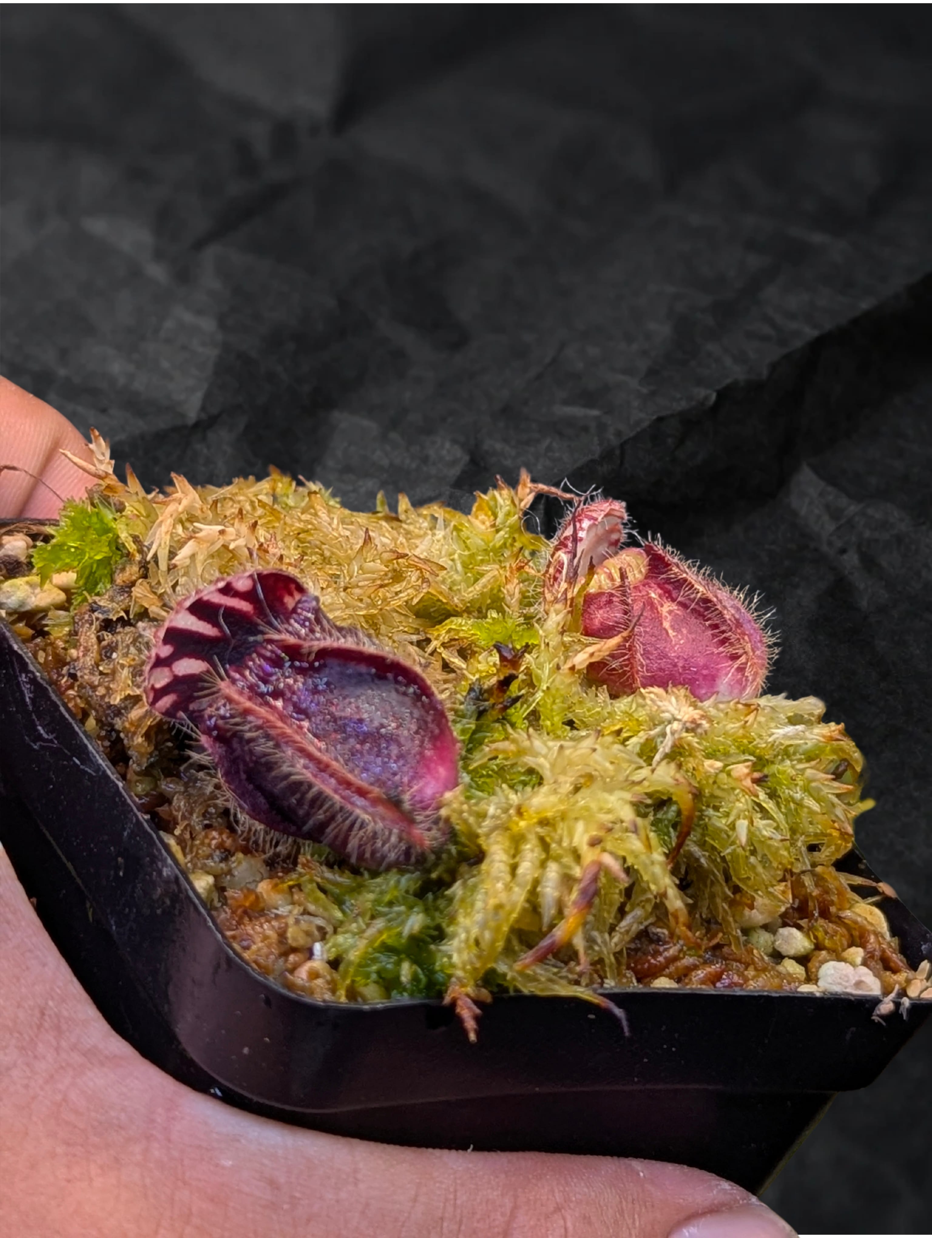 CEPHALOTUS FOLLICULARIS_20260523_160304_0002
