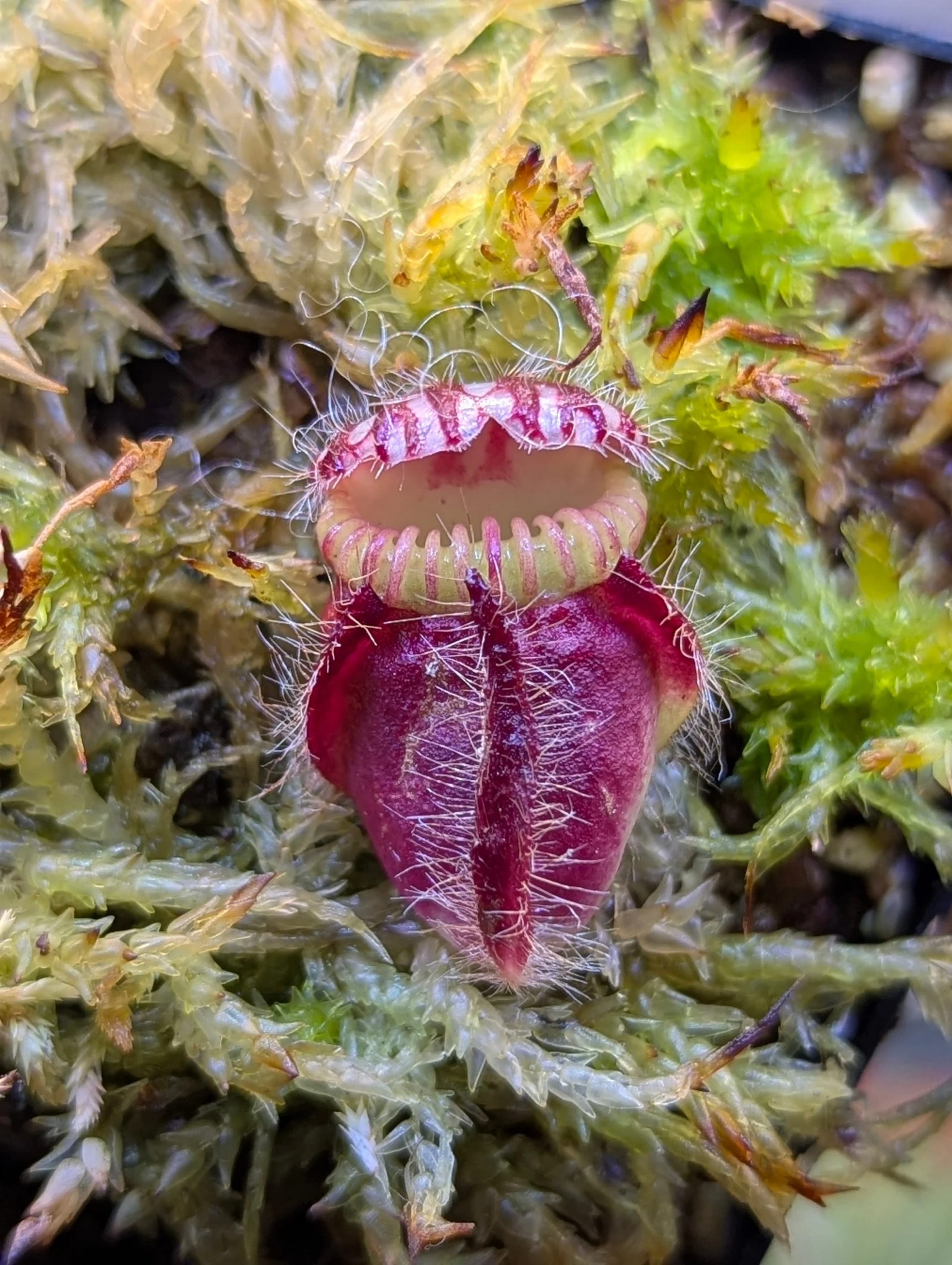 CEPHALOTUS FOLLICULARIS_20260523_160304_0003