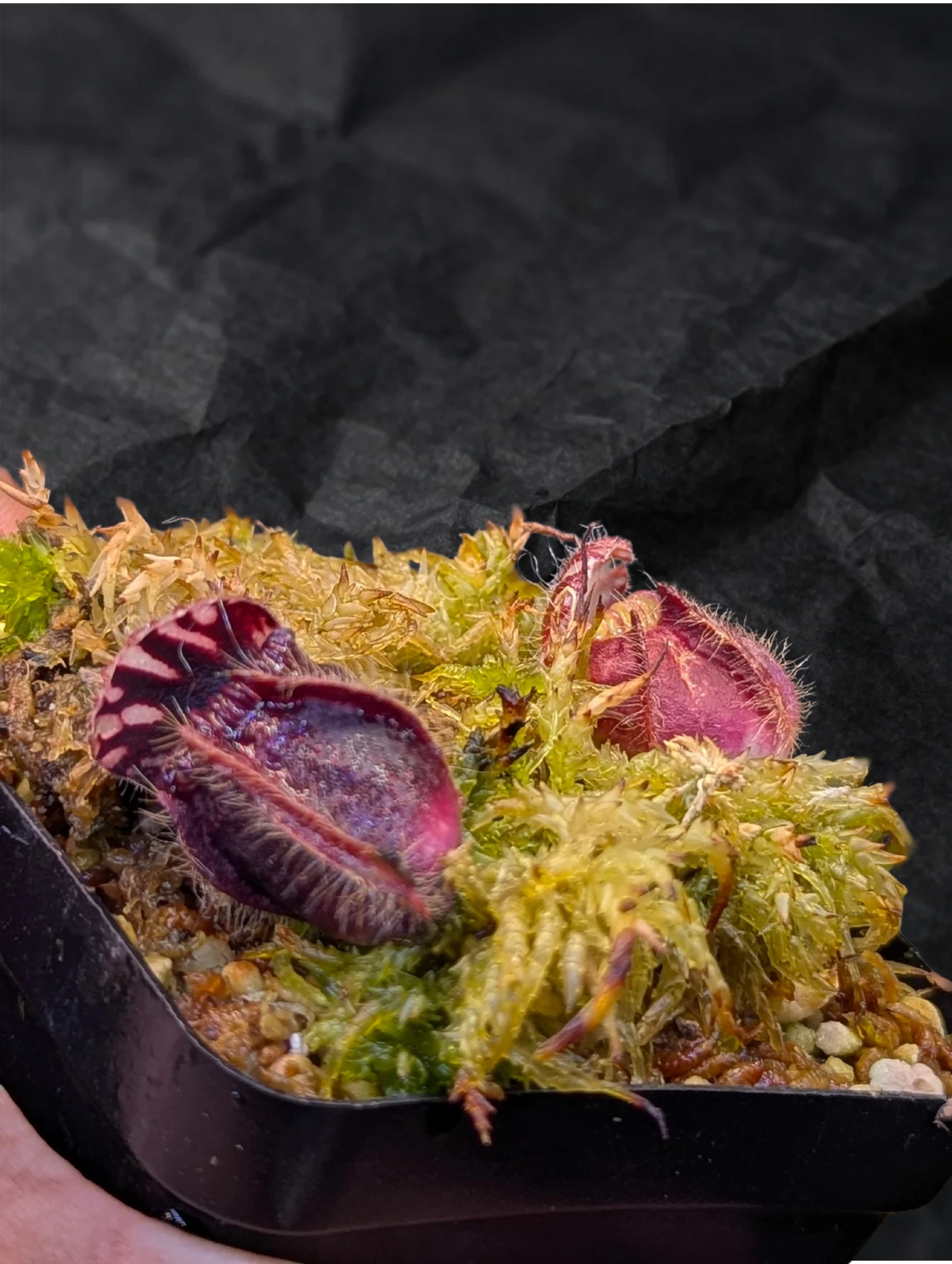 CEPHALOTUS FOLLICULARIS_20260523_160304_0004