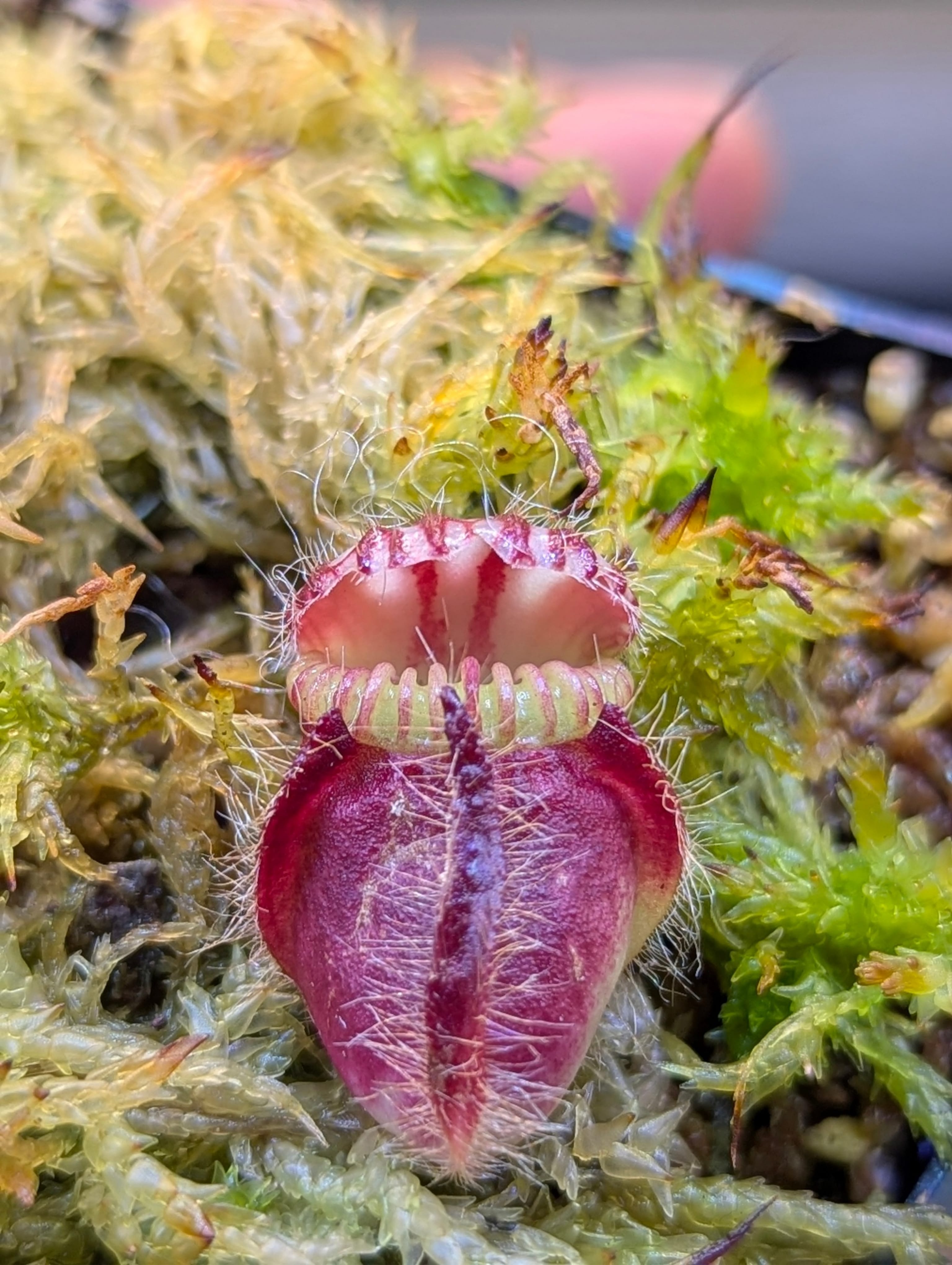CEPHALOTUS FOLLICULARIS_20260523_160304_0005