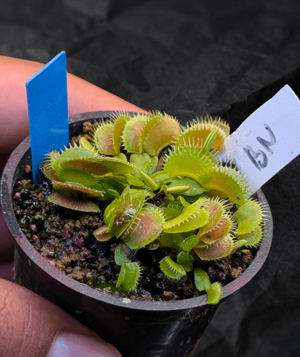 Dionaea muscipula 'Bloody Nurse"