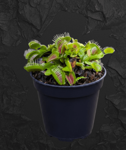 Dionaea muscipula Finetooth x Red (VFT FT x R)