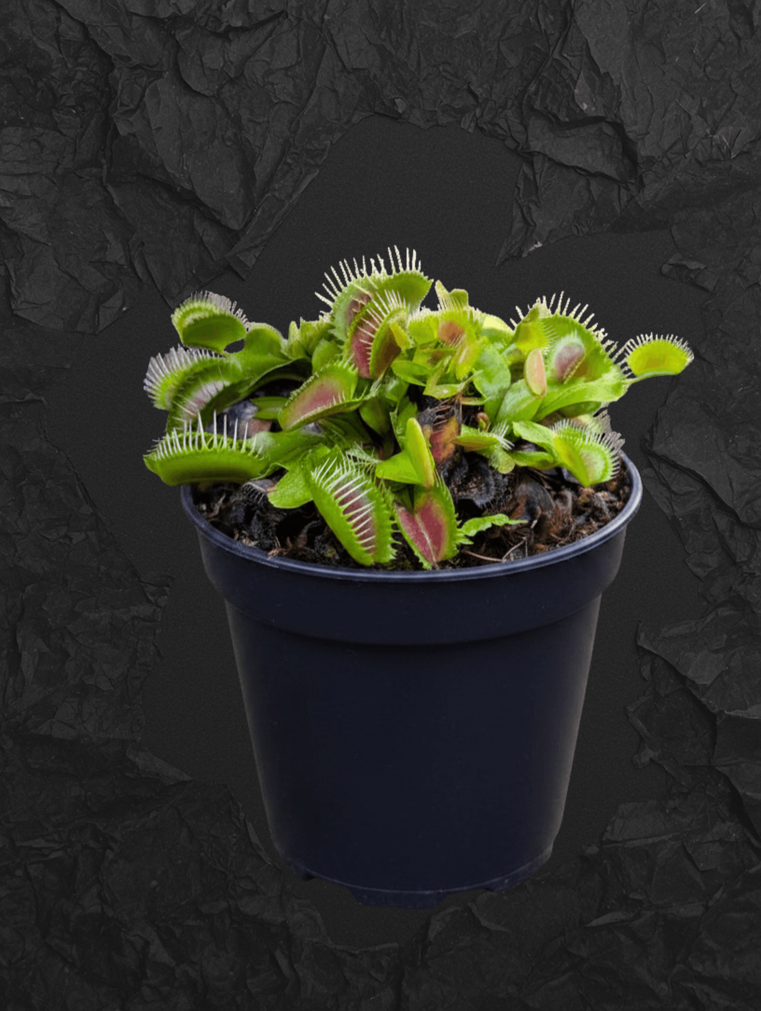 Dionaea muscipula Fintooth x Red (VFT FT x R)