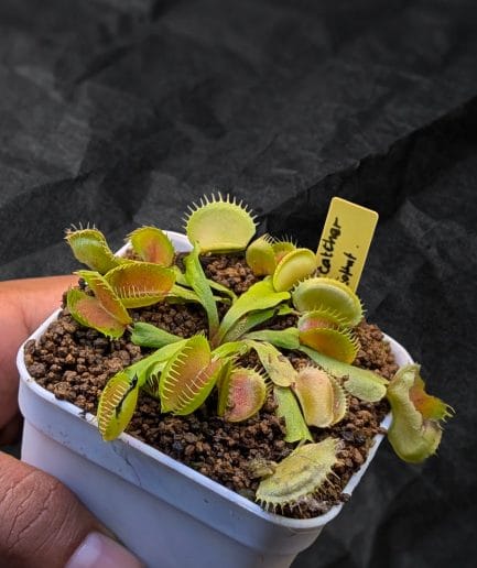 Dionaea muscipula 'Monster Catcher' (BN x Golbat) - Hibrida Venus Flytrap Premium