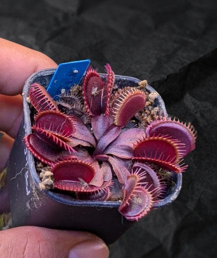 Dionaea muscipula 'Royal Red' - Venus Flytrap Merah Eksklusif