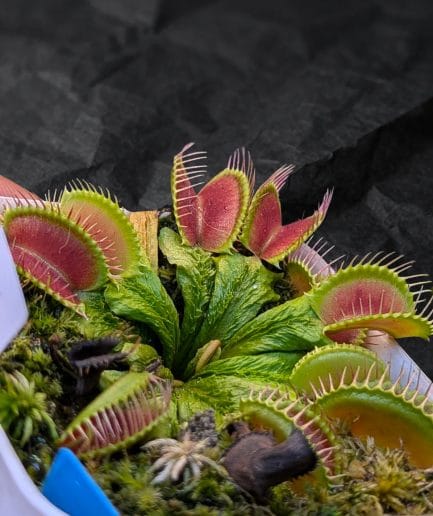 Dionaea muscipula 'Schuppenstiel #1' - Venus Flytrap Mutasi Tangkai Bersisik