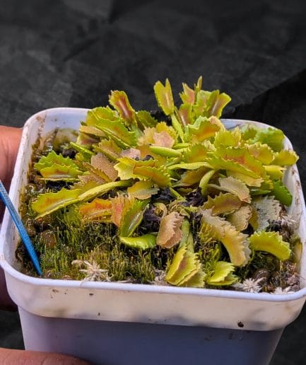 Dionaea muscipula 'Wacky Traps' - Spesimen Mutasi Paling Eksentrik