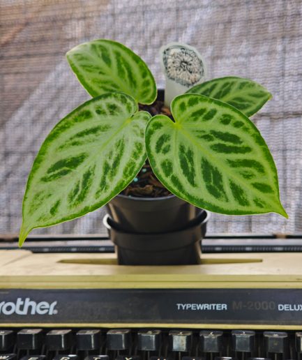 Anthurium silver snow #1