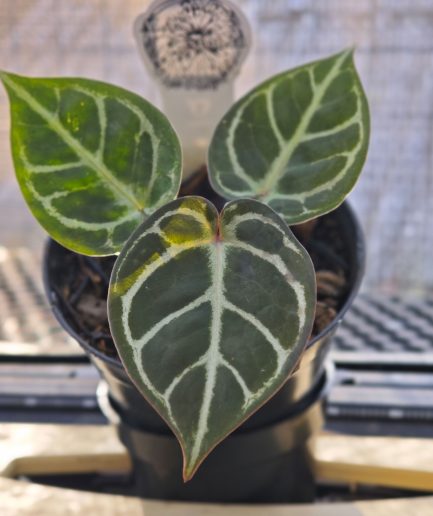 Anthurium Red Crystallinum
