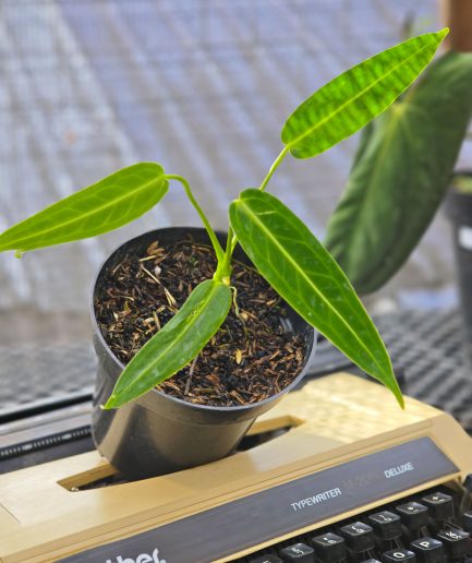 Anthurium warocqueanum