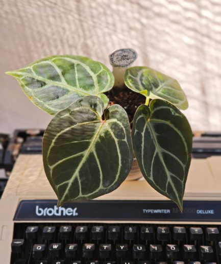 Anthurium Red Tiger