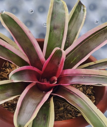 Bromerlia Neoregelia Carolinae "tricolor"