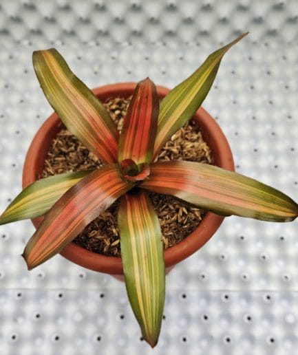 Bromelia orange glow/ orange crush
