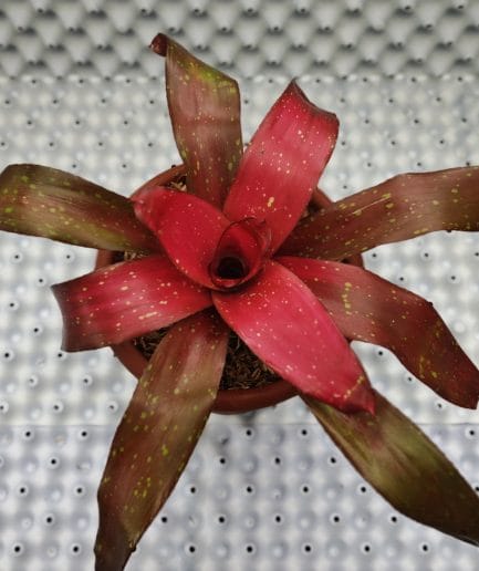 Bromelia treasure royale