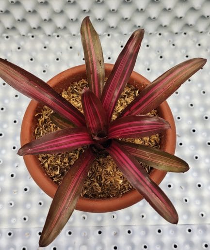 Bromelia Neoregelia zoe / pelangi