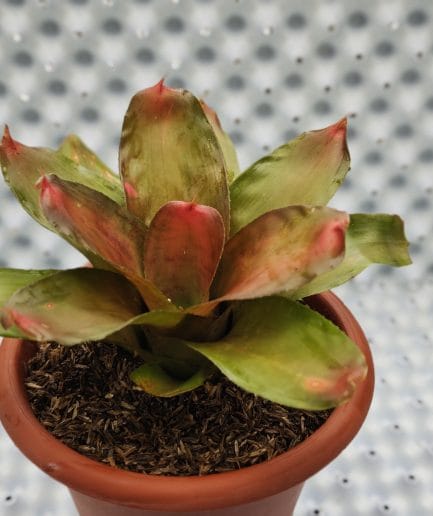 Bromelia Neoregelia pink grass