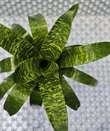Bromelia Vriesea