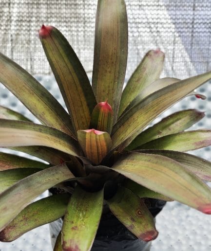 Bromelia Neoregelia spectabilis tricolor / varigata