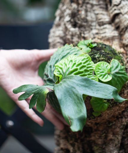 Platycerium madagascariense