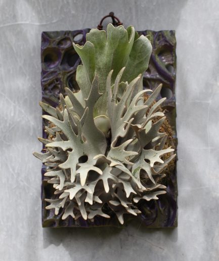 Platycerium willinckii YMDS, Windbell, Platinum