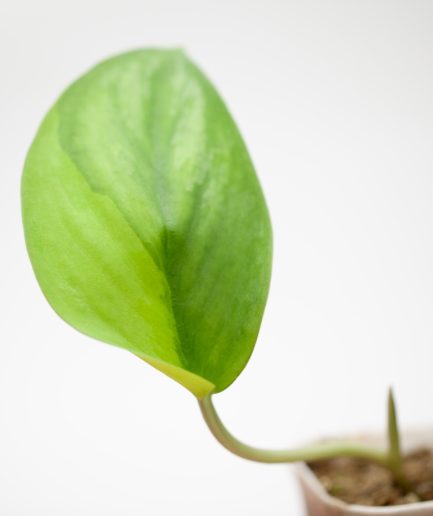 scindapsus Green on Green (From Seed)