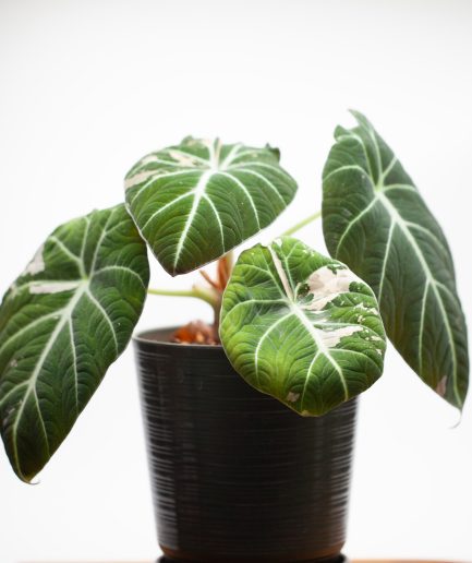 Alocasia Black Velvet Pink