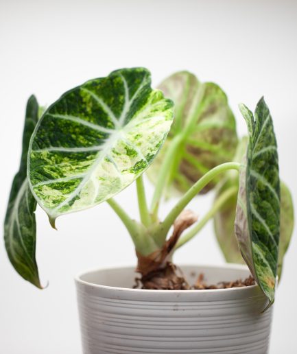 Alocasia Ninja Aurea