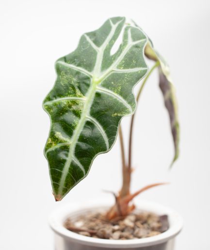 Alocasia Poly Aurea