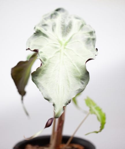 Alocasia Venom