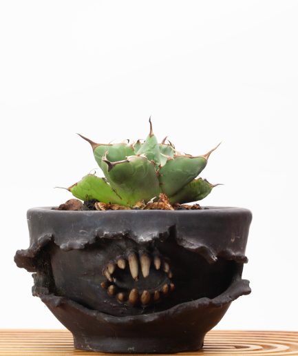 Agave titanota CG 02