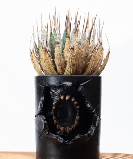 Agave utahensis var. nevadensis