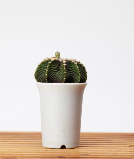 Echinopsis — Hedgehog Cacti